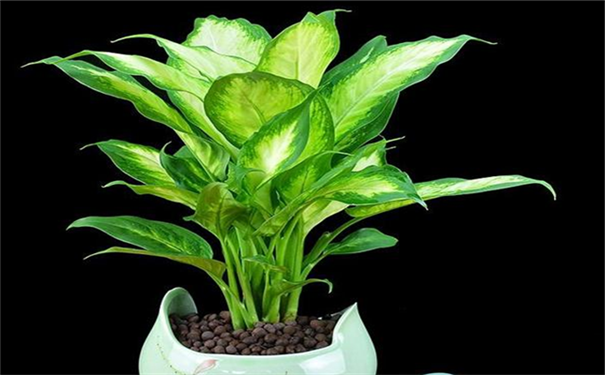 兰溪新装修的房子放什么植物好？