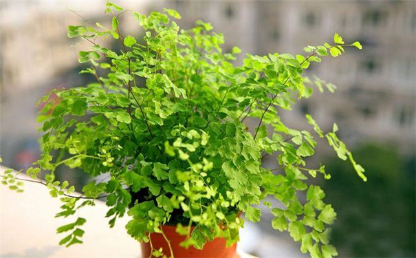 兰溪新装修的房子放什么植物好？