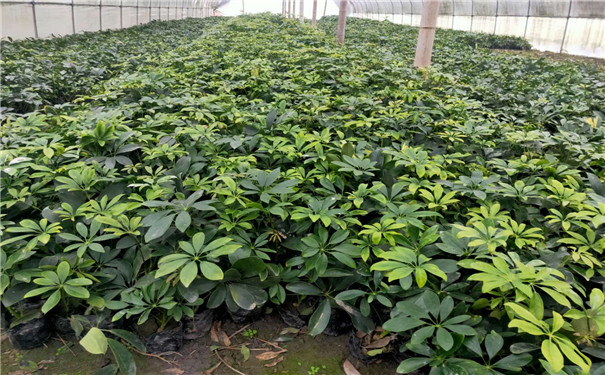 兰溪新装修的房子放什么植物好？