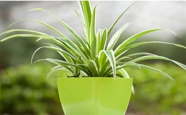 兰溪新装修的房子放什么植物好？