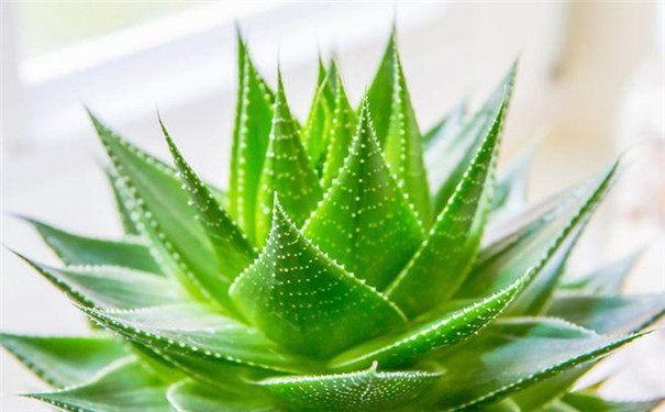 兰溪新装修的房子放什么植物好？