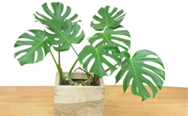 兰溪新装修的房子放什么植物好？