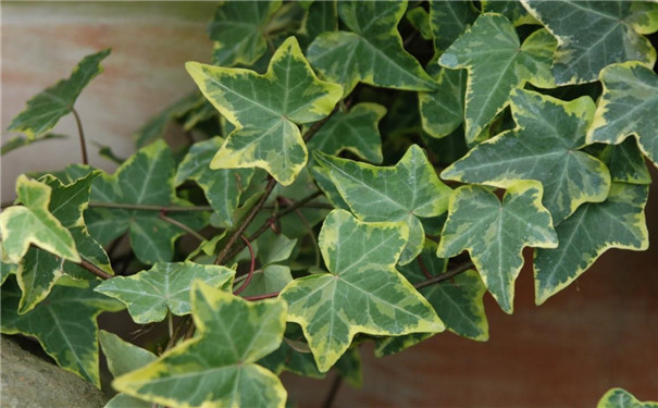 兰溪新装修的房子放什么植物好？